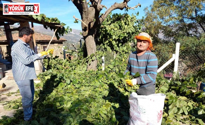 Aydın’ın dut yaprağı Elazığ’a gidiyor