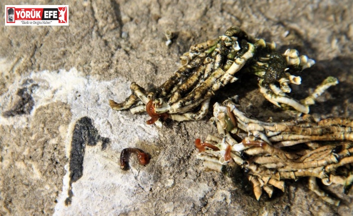 Bafa Gölü’nde sular çekildi, istilacılar ortaya çıktı
