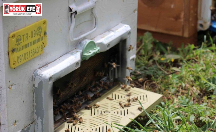 Bu yıl Aydın ovasından ’bal’ akmadı