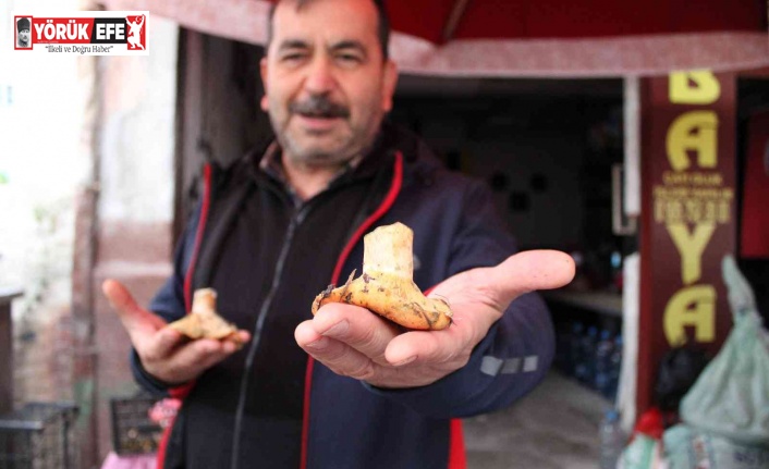Doğal mantar, çıntarlar tezgahlarda yerini aldı