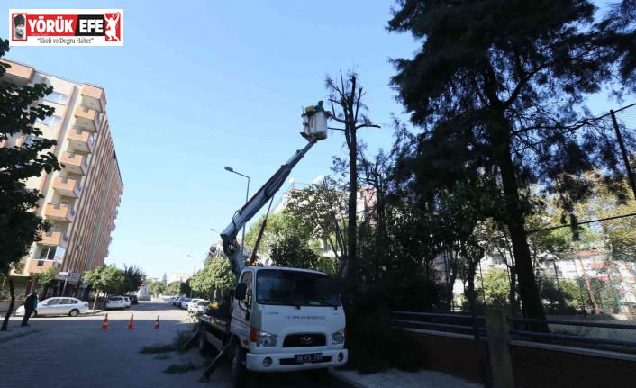 Efeler’de ağaç budama çalışmaları sürüyor