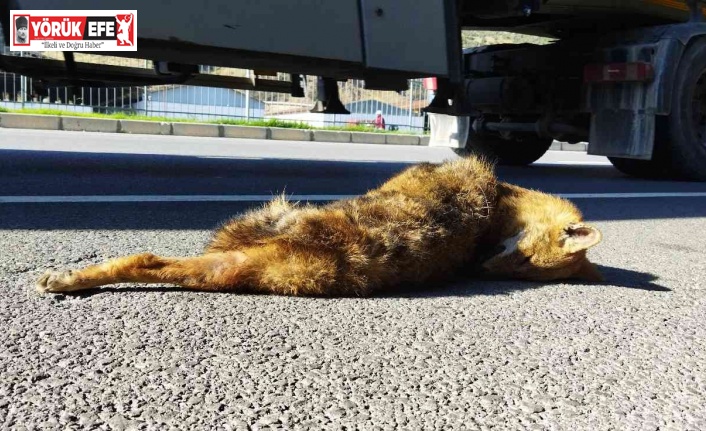 EKODOSD, karayolunda ölen yaban hayvanlarına dikkat çekti