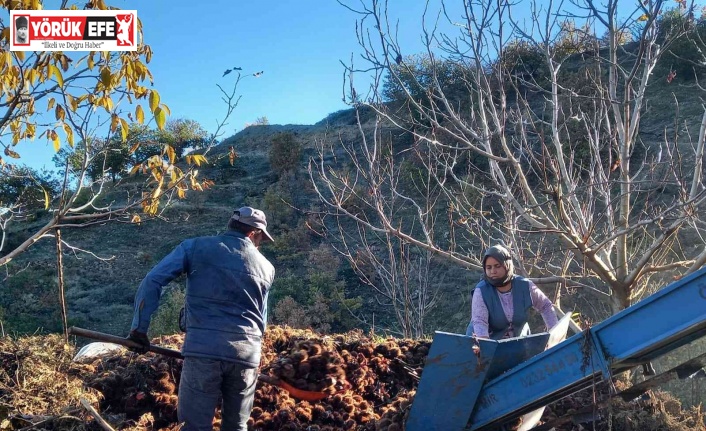Kestane fiyatları altınla yarışınca üretici ürünü kuyudan erken çıkardı