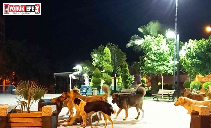 Köşk’te sokak köpekleri korku salmaya başladı