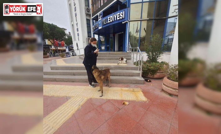 Kuşadası Belediyesi’nden hasta sokak köpeğine yardım eli
