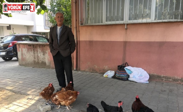 Organik beslenmek isteyenler için 10 yıldır köy tavuğu satıyor