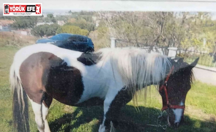 6 aylık çalışma sonunda çalınan atını buldu