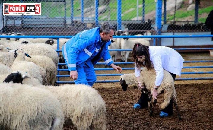 ADÜ Veteriner Fakültesi öğrencileri Sakız Koyunu Çiftliği’nde ders yaptı