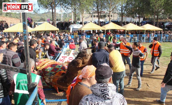 Arenaya sığmayan develer, ortalığı savaş alanına çevirdi