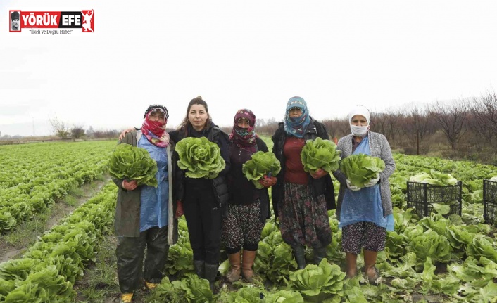 Aydın Büyükşehir Belediyesi’nden çiftçilere alım desteği