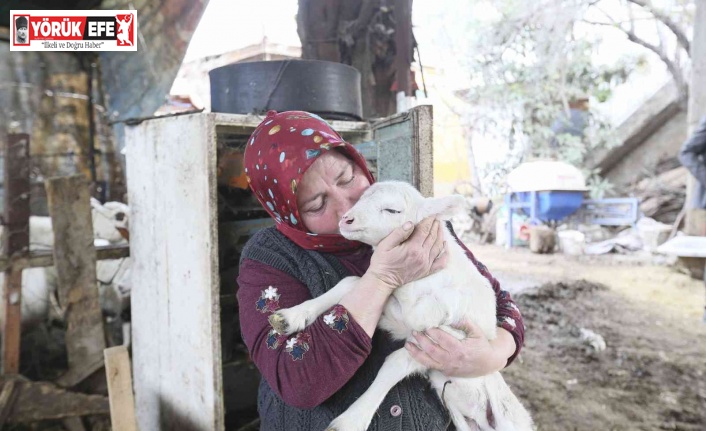 Aydın Büyükşehir Belediyesi’nin koyun hibe desteği ile sürüler büyüyor