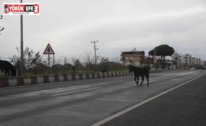 Aydın’da başıboş yük hayvanları sürücülerin korkulu rüyası haline geldi
