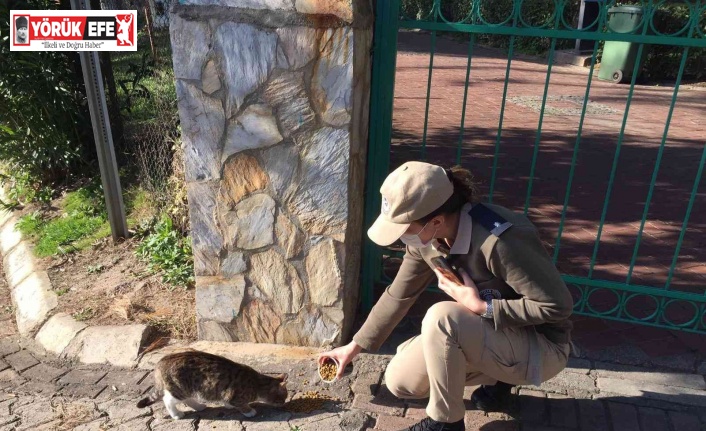 HAYDİ ekipleri sokak hayvanlarını unutmadı