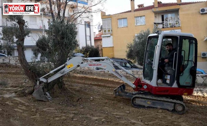 Kuşadası Belediyesi yarım asırlık zeytin ağaçlarını kesilmekten kurtardı