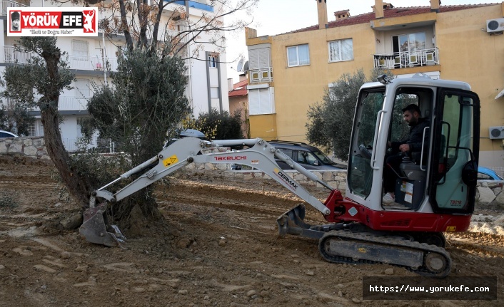 KUŞADASI BELEDİYESİ YARIM ASIRLIK ZEYTİN AĞAÇLARINI KESİLMEKTEN KURTARDI