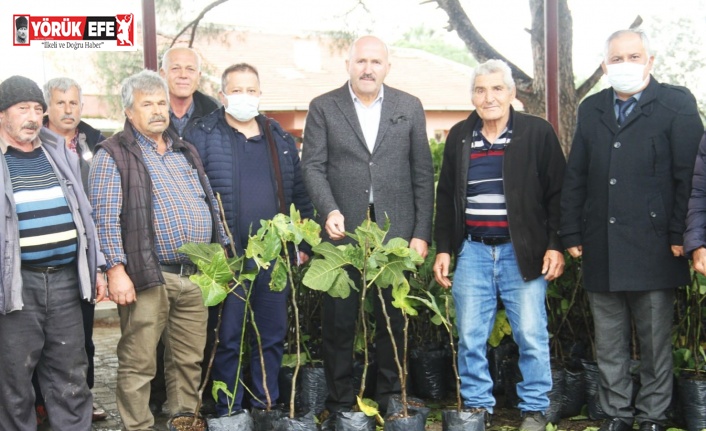 Kuyucak’ta siyah incir yaygınlaşacak