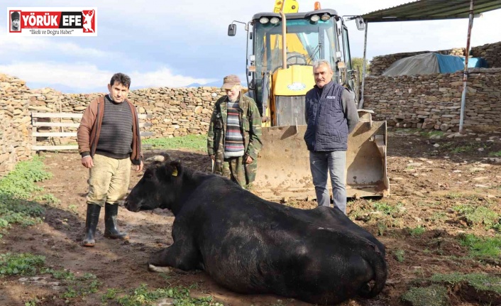 Nazilli’de inek kurtarma operasyonu 4 saat sürdü
