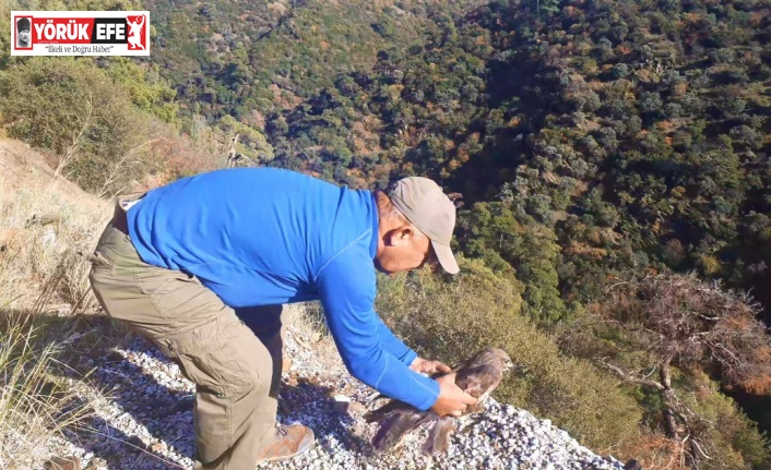 Otomobilin çarptığı şahin, yeniden doğaya salındı