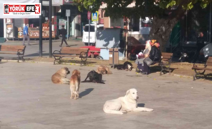 Sokak köpeklerinin saldırdığı çocuk yaralandı