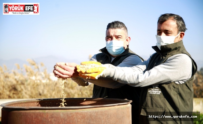 ‘TOPUKLU EFE’ ARPA ÜRETİMİNİ DE BAŞLATTI