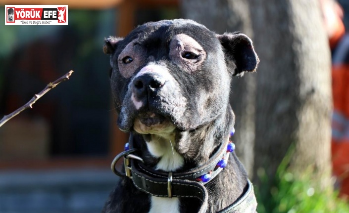 Yasak ırklar için son gün 14 Ocak