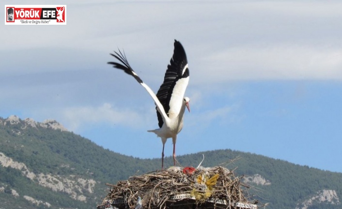 Aydın’a ilk leylek bu yıl erken geldi