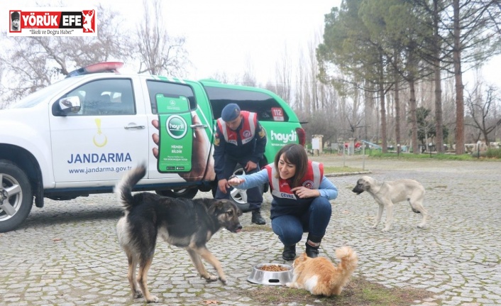 Aydın’da Jandarma timleri sokak hayvanlarını yalnız bırakmıyor