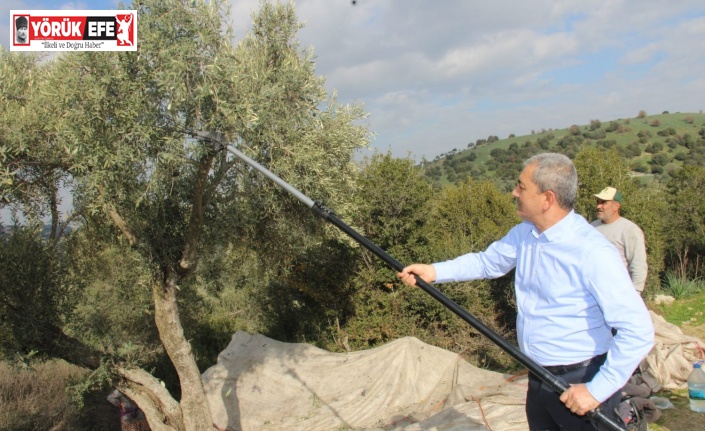 Başkan Kaplan zeytin hasadına katıldı