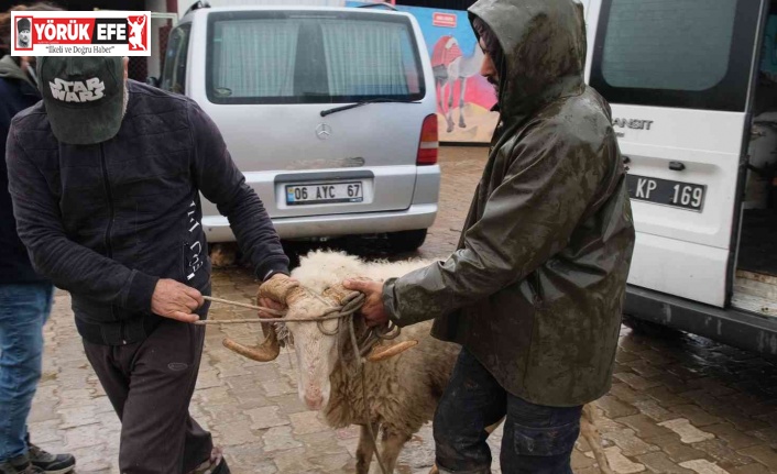 Didim’de sürüsünden ayrılan Maviş isimli koyun korumaya alındı