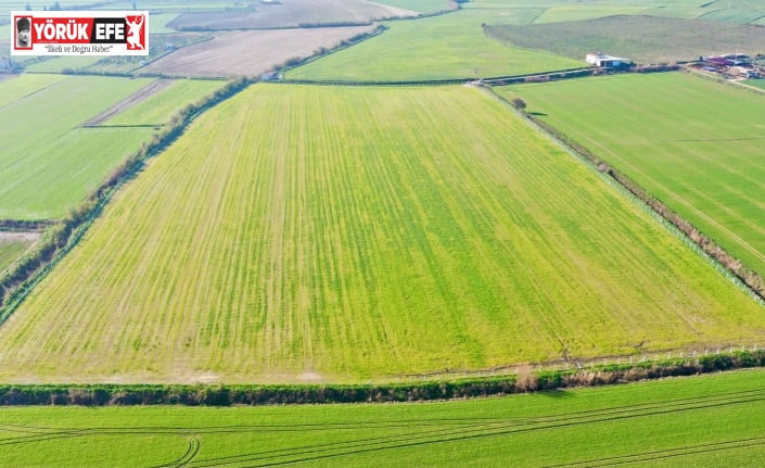 Didim’de tarlaya ekilen buğdaylar büyümeye başladı