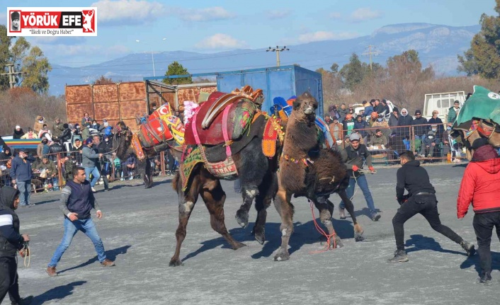 Didim’deki deve güreşleri renkli görüntülere sahne oldu