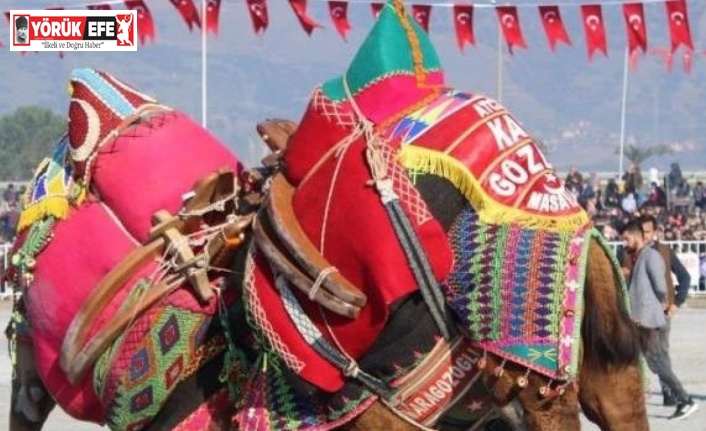 Germencik Deve Güreşi iptal edildi