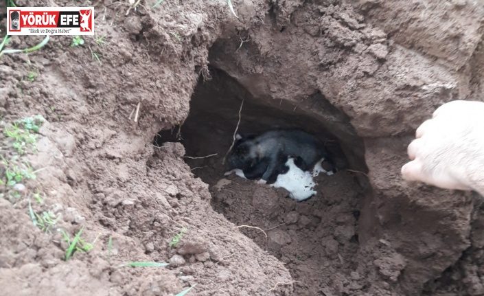 Göçük altında kalan yavru köpekleri itfaiye kurtardı