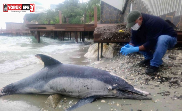 Kuşadası’nda yunus ölü olarak kıyıya vurdu