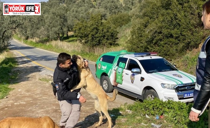 Polis ekiplerinden sokak hayvanlarına mama desteği
