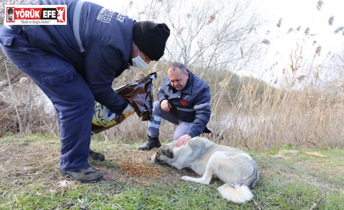 Soğuk havalarda Efeler’de can dostları unutulmadı