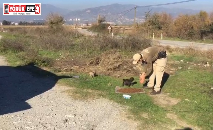 Sokak canları için restoran ve iş yerleri bilgilendirildi