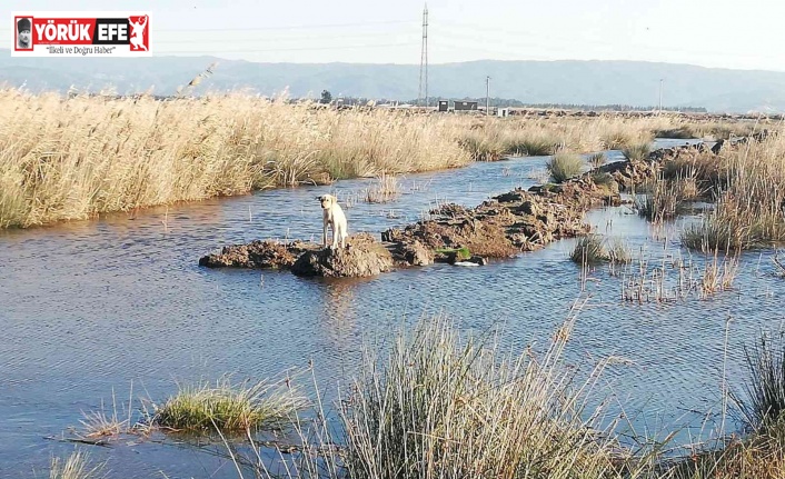 Söke’de mahsur kalan çaresiz köpeği İtfaiye ekipleri kurtardı