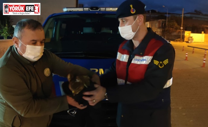 Yaralı Şahin’i jandarma kurtardı