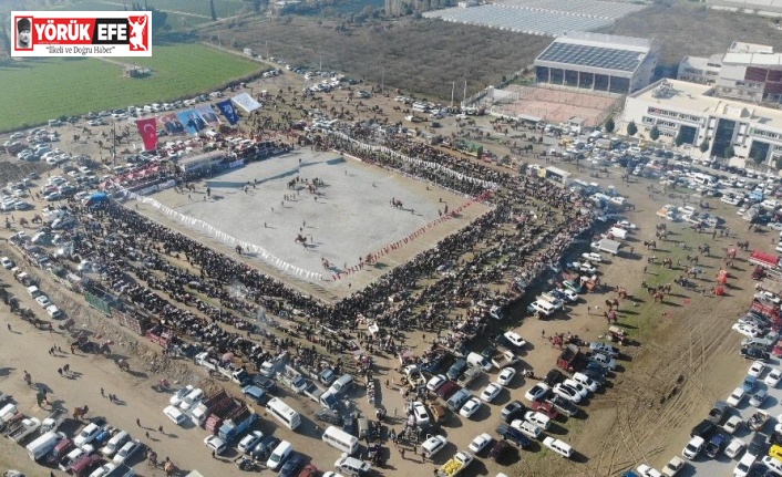 Yılın ilk deve güreşi İncirliova’da yapıldı