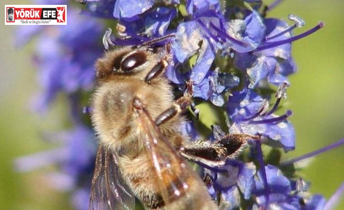 2022 yılı arı fiyatları belirlendi