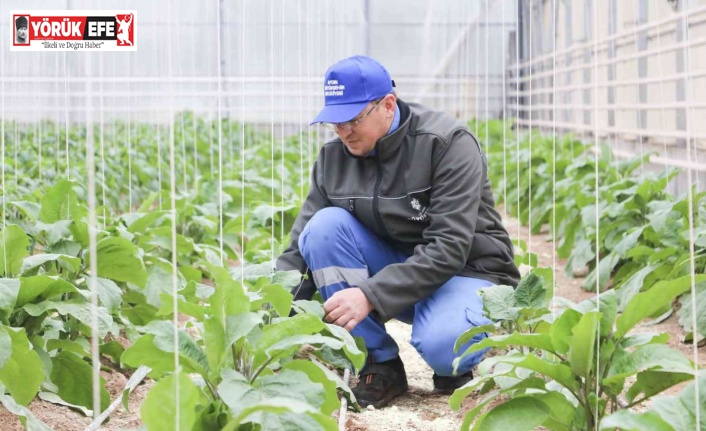 Aydın Büyükşehir’in seralarında Ata Tohumları’yla üretim devam ediyor