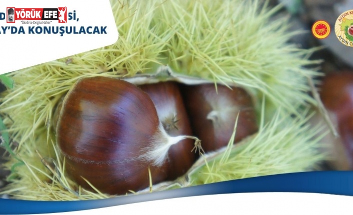 Aydın Kestanesi, çalıştayda konuşulacak