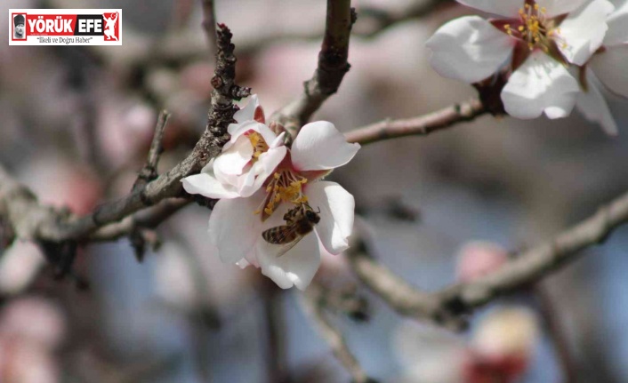 Aydın’da baharın müjdecisi bademler erken çiçek açtı