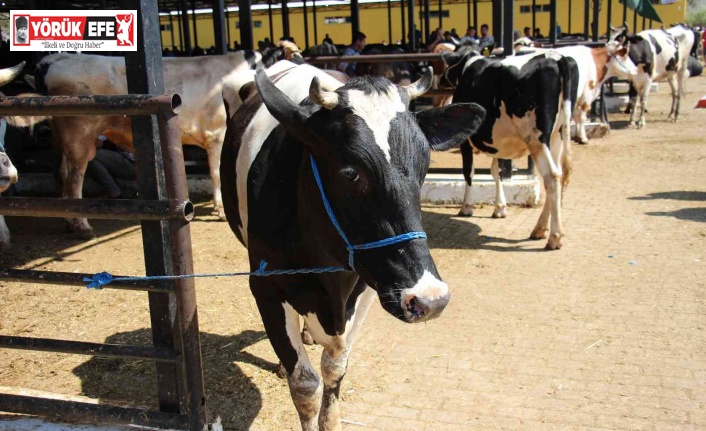 Aydın’da büyükbaş ve küçükbaş hayvan sayıları arttı