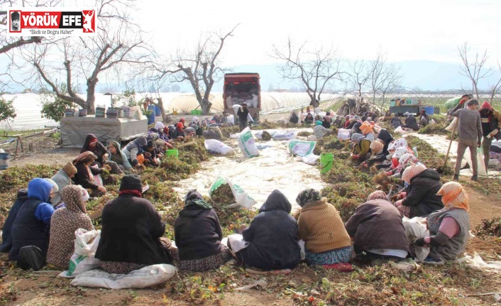 Aydın’da çilek fidelerinin gençleştirilmesi için yüzlerce işçi tarlaya indi