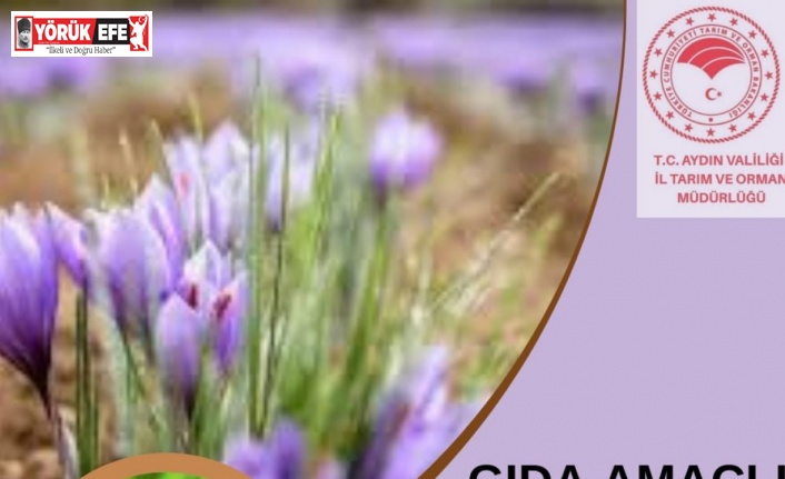 Aydın’da gıda amaçlı salep üretimi yapılabilecek