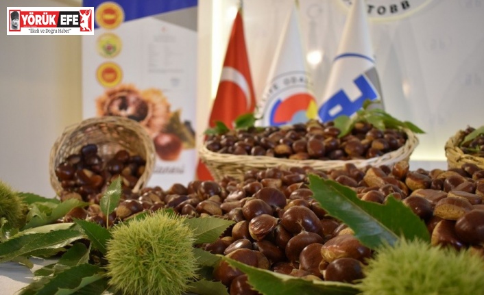 Aydın’da Kestane Çalıştayı için geri sayım başladı