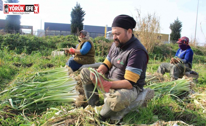Aydın’da pırasa hasadı başladı, üreticiler de aracılardan dert yandı
