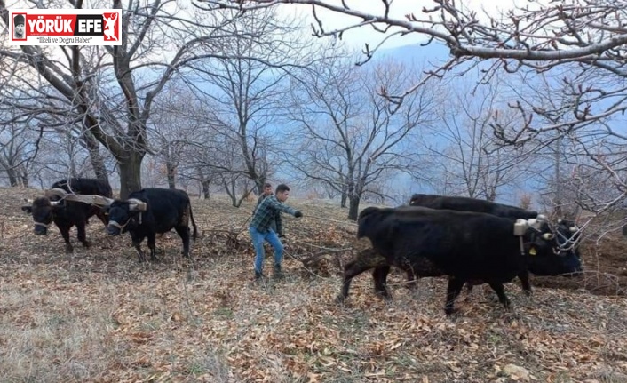 Aydın’da soğuklar bitti, tarım alanlarında çalışmalar başladı